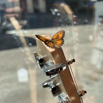 Schmetterling Gitarre